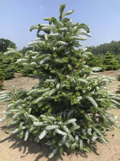 "Korean fir Silberlocke - Abies koreana - solitary tree with ball 125-150 cm image"