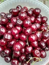 Sweet cherry "Kassins" bush, in 10L container, aromatic, good stone removal