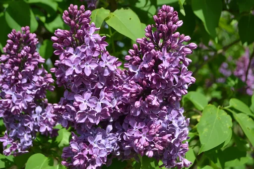 "Common Lilac Ruhm von Horstenstein - Syringa vulg. - 12 L pot 70 cm image"