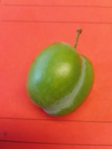 "Greengage "Gr. Grüne Reneklkode" bush, in a 10L container, very frost-hardy, juicy, very sweet and aromatic image"