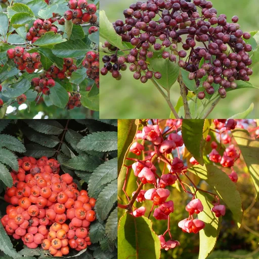 "Bird feeding shrubs, 3 litre pot, 4 plants in a set, 1 x common hawthorn, 1 x European spindle tree, 1 x black elderberry, rowanberry image"