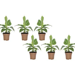 Flower-up tropische bananenplanten - Musa Oriental Dwarf - 6 stuks - 25- 38Cm