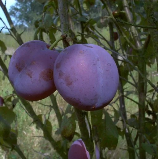 "Plum "Bühler Frühzwetsche" bush, in 10L container, sweet, juicy, easy to stone image"