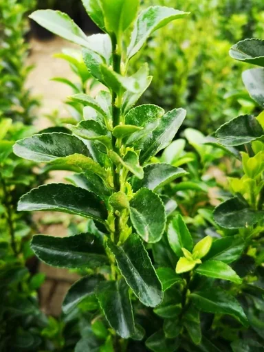 "Japanese spindle tree Green Spire - Euonymus japonicus - 7 L pot 40-60 cm image"