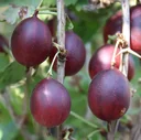 Red gooseberry "Captivator" standard tree, in a 4L container