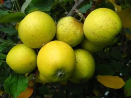 Säulenapfel 