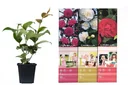Blooming set of 3 camellias 30-40 cm