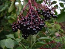 Elderberry "Haschberg", 5L container