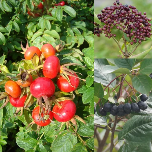 "Bird feeding shrubs, 40-60 cm high, 4.6 liter pot, set of 3, 1 x chokeberry, 1 x potato rose, 1 x black elderberry "Haidegg" image"