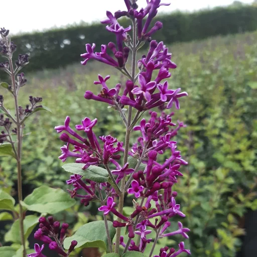 "Meyer's Lilac, Syringa meyeri "Dark Purple" -S-, 4.6L pot, 40-60 cm tall, set of 2 image"