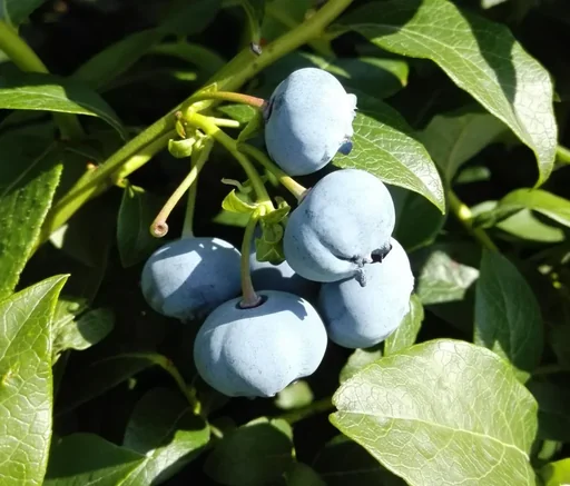 "Garden blueberry "Bluecrop", in a 3.5L container image"