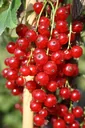 Red currant "Jonkheer v. Tets" foot stem, in 4L container