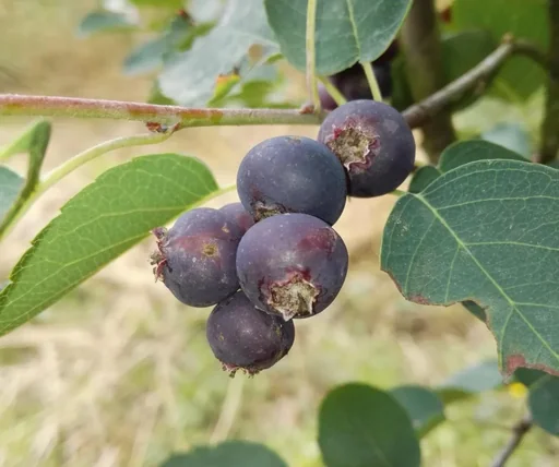 "Serviceberry "Smokey", in a 5L container, up to approx. 2.5 meters image"