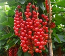 Red currant "Rovada" standard tree, in a 4L container