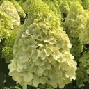 Hydrangea paniculata "Polar Bear", 4.6 liter pot, 40-60 cm tall, set of 2