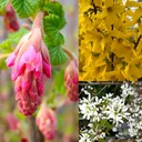 Flowering shrubs, 4.6 liter pot, set of 3, 1 x Forsythia/Golden Bells 'Week-End'® , 1 x Blood Currant 'King Edward VII', 1 x Serviceberry