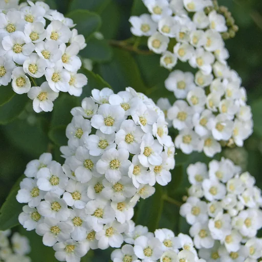 "Spiraea vanhouttei - 12 L pot 100-125 cm image"