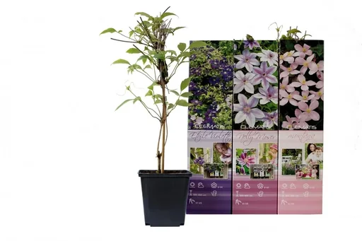 "Flower-up 3er-Set Clematis 30-40 cm image"