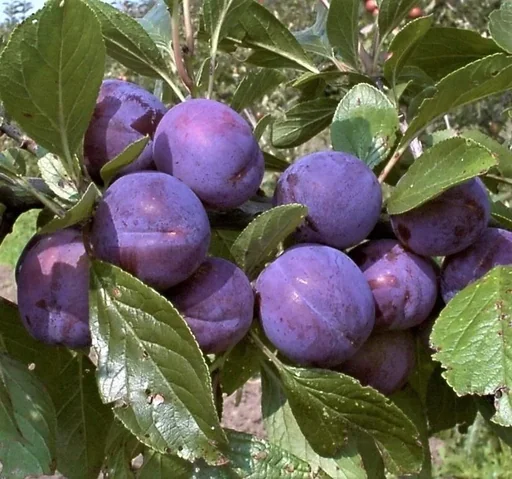 "Dwarf plum "Imperial", 7.5L container, golden yellow fruit image"