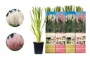 Flower-up set with 4 pampas grass plants 30-40 cm