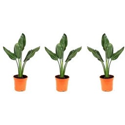 Flower-up exotische paradijsvogelplant - Strelitzia reginae - 3 stuks - 25-38c