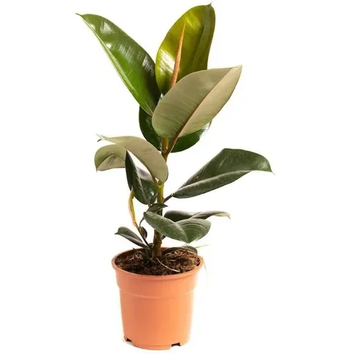 "Flowering Rubber Tree - Ficus Elastica Robusta - Large - 50-60cm - 1 piece image"