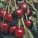 Dwarf sweet cherry "Oktavia" bush, in a 10L container, spicy-aromatic