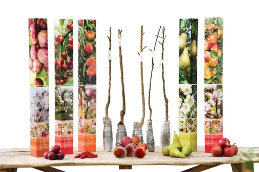 "Flower-up set with 5 fruit trees 90 - 100 cm image"