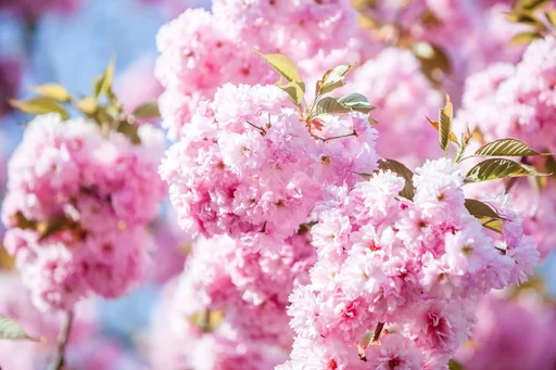 "Japanese Kanzan Cherry - Prunus serrulata - 7 L pot 80-100 cm image"