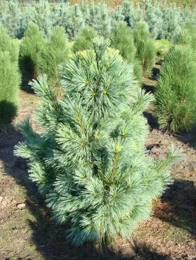 "Wiethorst pine - Pinus schwerinii - 7.5 L pot 40-50 cm image"