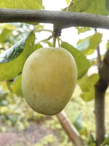 "Plum "Gelbe Hauszwetsche" bush, in a 10L container, juicy, sour-sweet and very aromatic image"
