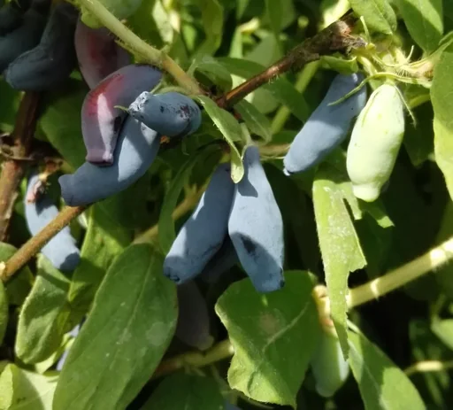 "Siberian blueberry "Atut", in a 3.5L container image"