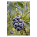 Garden blueberry "Patriot", in a 3.5L container