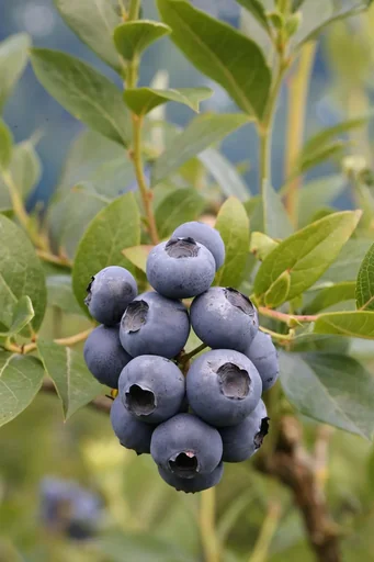 "Garden blueberry "Patriot", in a 3.5L container image"