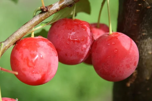"Plum "Milanka Bunte Kirschpflaume" bush, in a 10L container, very frost-hardy, juicy and sweet image"