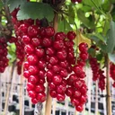 Red currant "Rolan" foot stem, in a 4L container