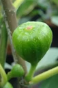 Brown Turkey Fig - Ficus carica - 7 L Pot