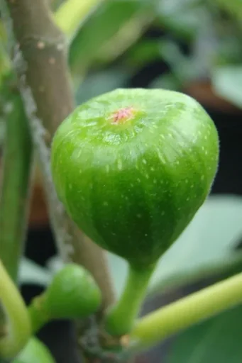 "Brown Turkey Fig - Ficus carica - 7 L Pot image"