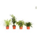 Flowering Acer mixed set -of 4 Jap