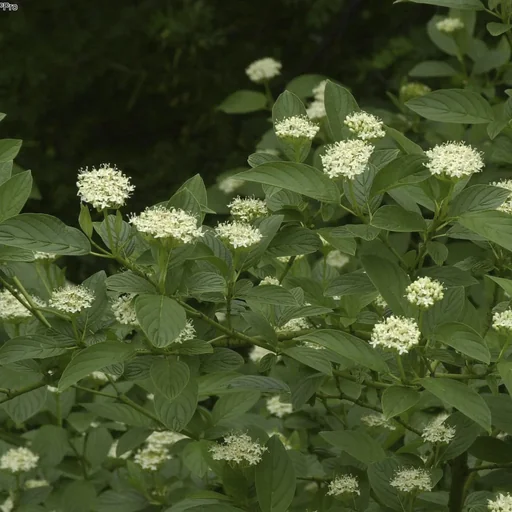 "Yellowwood Dogwood Flaviramea - Cornus sericea - 12 L pot 100-125 cm image"