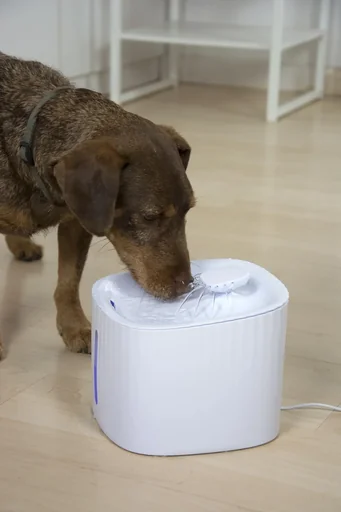 "Drinking fountain for pets "Starlyf" 3 liters image"