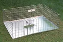 Live trap for pigeons - suitable for multiple capture