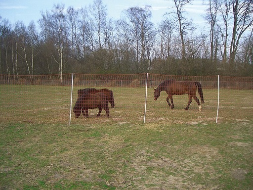 "Mustang 145 cm with double tip, 50 m image"