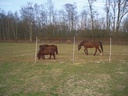 Mustang 170 cm with double tip, 25 m