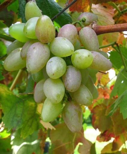"Grapevine "Suffolk Red", 5L container image"