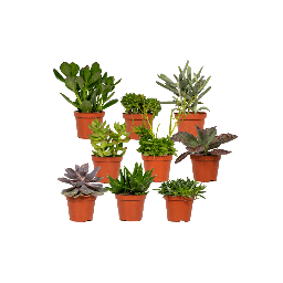 Everspring - Vetplanten Mix - 18 stuks - 10 cm - Ø8,5 - 9