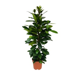 Afrikaanse vijgenboom (Ficus cyathistipula) – onderhoudsvriendelijke kamerplant, pot-Ø
