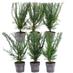 Plants By Frank - 1 meter taxushaag - Taxus baccata - plantenset met 6 winterh