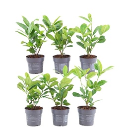 Plants by Frank - 1m laurierkershaag - Prunus laurocerasus 'Rotundifolia' - 