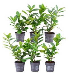 Plants by Frank - 1 meter laurierkershaag - Prunus laurocerasus 'Novita' - Pf